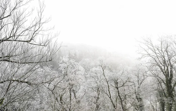冬の森、クトナー ・ ホラ、チェコ共和国のパノラマ — ストック写真