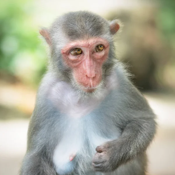 오래 된 짧은 꼬리 원숭이 붉은 털의 그림 — 스톡 사진