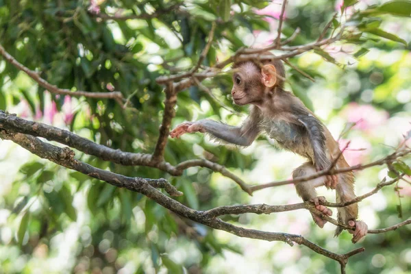 Immagine del bambino di Macaque Rhesus — Foto Stock