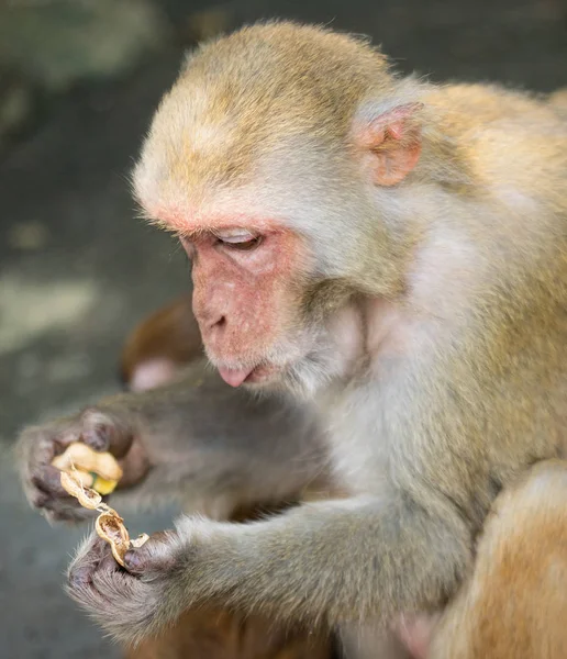 Immagine del vecchio Macaco Rhesus mangiare — Foto Stock