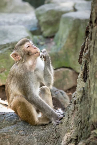 Imagen del viejo Macaque Rhesus comiendo —  Fotos de Stock