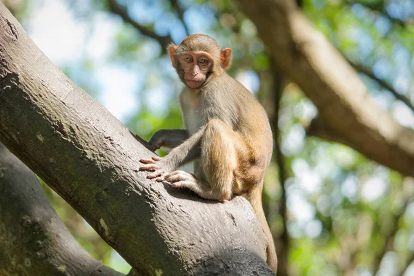 Bild av makak Rhesus barnet — Stockfoto