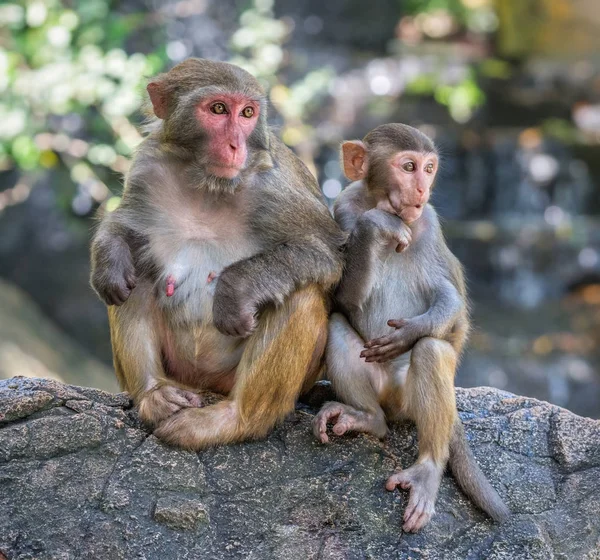 Imagen de la familia Macaque Rhesus —  Fotos de Stock