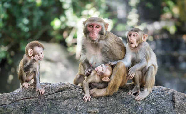 Imagem da família Macaque Rhesus — Fotografia de Stock