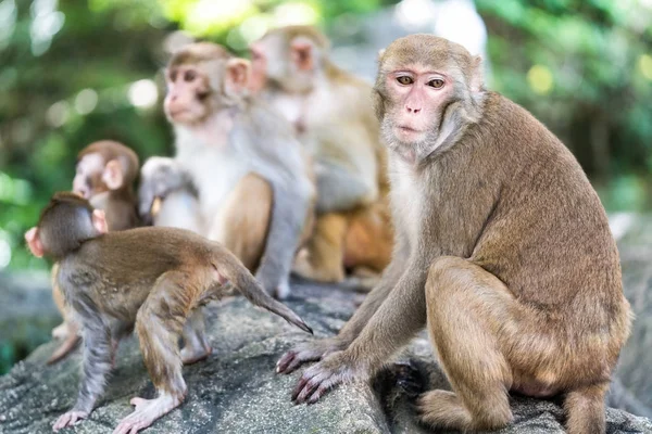 붉은 털 원숭이 가족의 그림 — 스톡 사진