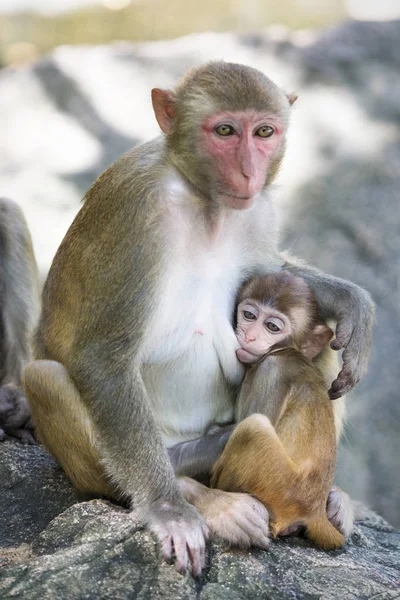 A Rhesus makákó család képe — Stock Fotó