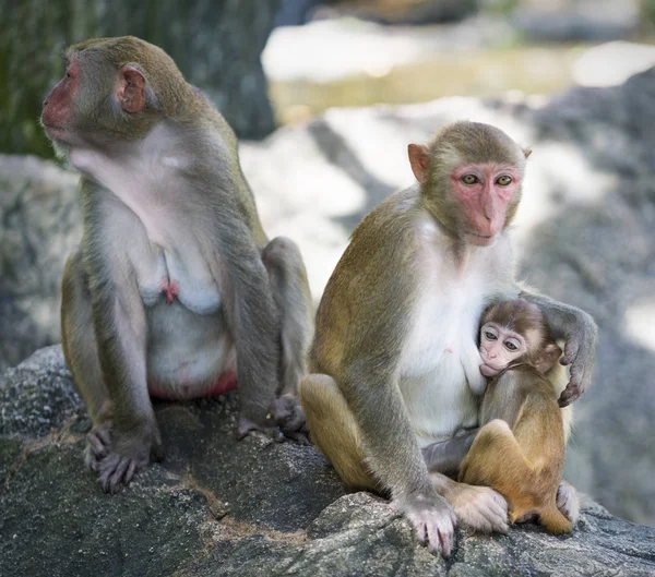 Rhesus makak aile fotoğrafı