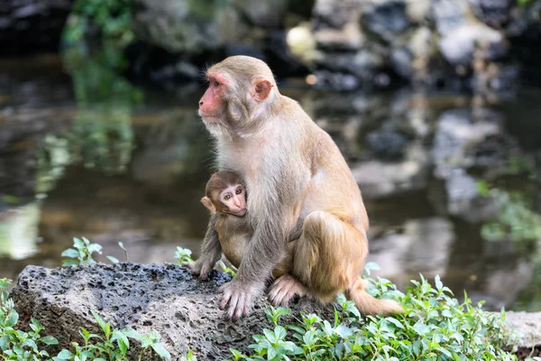 Rhesus makak aile fotoğrafı