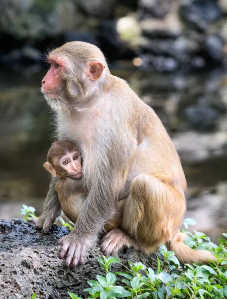 Obraz rodziny Makak Rhesus — Zdjęcie stockowe