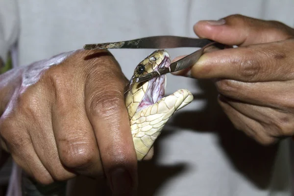 snake extracting venom teeth toxic