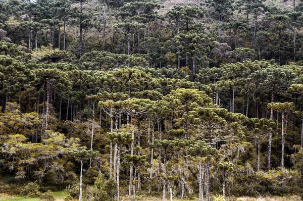 araucaria forest landscape environment protection Brazil