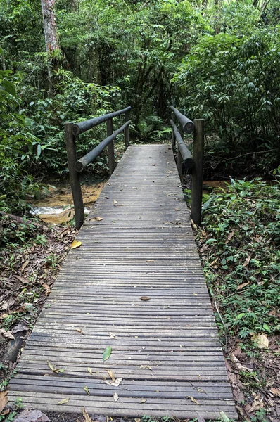 bridge of woods creek rustic nature walkway trail forest