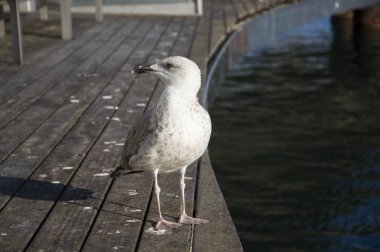 Martı Rambla de Ma Bridge limanda Barcelona, İspanya