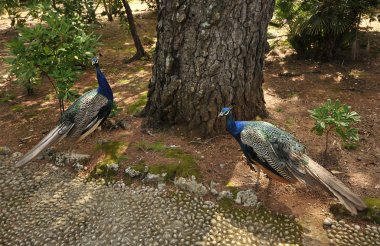 Bir ağaç Lokrum Adası, Dubrovnik yakınındaki tavus kuşu
