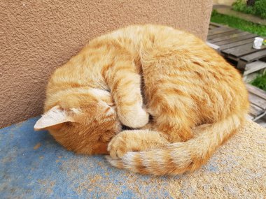 Kırmızı kedi kaldırımda yatıyor