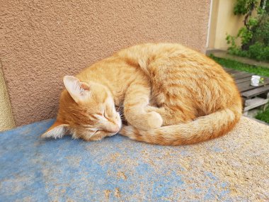 Kırmızı kedi kaldırımda yatıyor