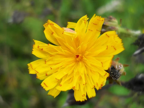 Żółty Kwiat Zielonym Tle Ogród — Zdjęcie stockowe