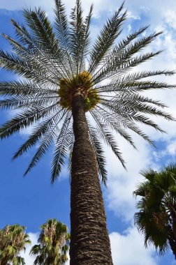 Palmiye ağacı ve mavi gökyüzü