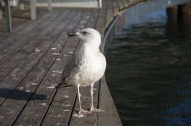 Martı Rambla de Ma Bridge limanda Barcelona, İspanya