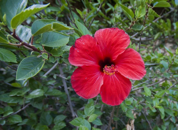 hediye çanta beyaz zemin üzerine