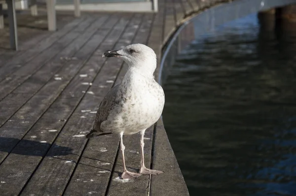 Martı Rambla de Ma Bridge limanda Barcelona, İspanya