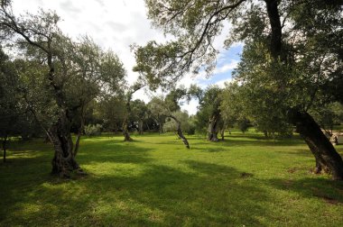 Zeytin ağaçları Lokrum Adası, Dubrovnik, Hırvatistan