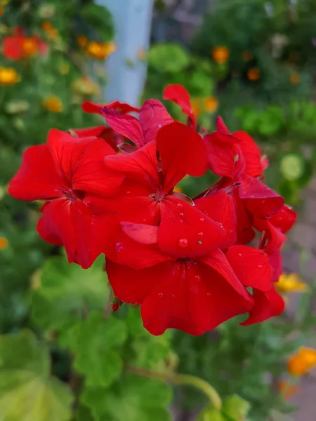 Flores Gerânio Jardim Vermelho — Fotografia de Stock