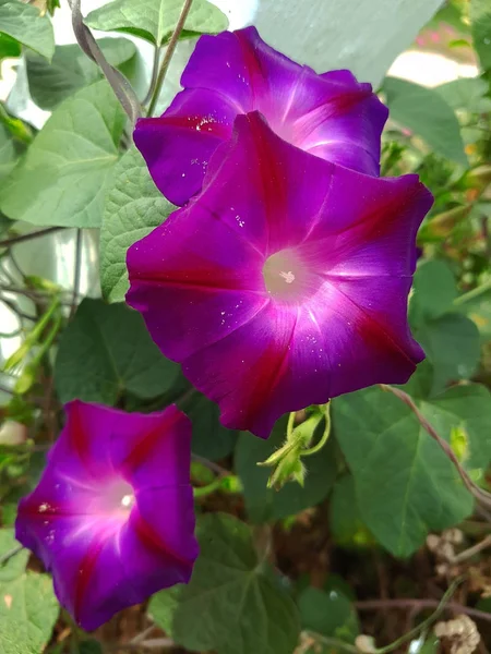 Пурпурные Цветы Петунии Расцвели — стоковое фото