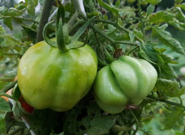 yeşil domatesler dalda