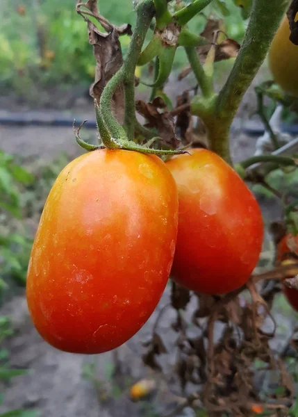 Tomates Vermelhos Frescos Ainda Planta — Fotografia de Stock