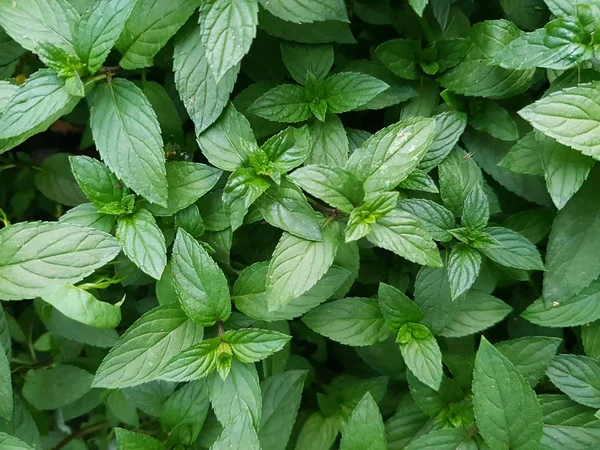 Green mint crops in a garden