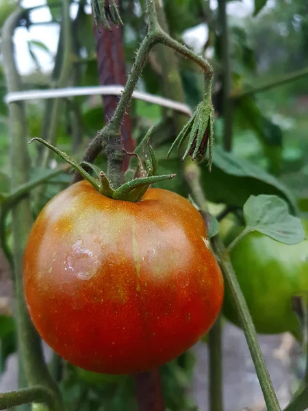 Tomates Vermelhos Frescos Ainda Planta — Fotografia de Stock