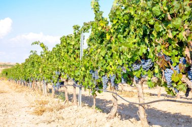 Bağ asılı mavi ve mor üzüm ile ön planda