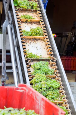 White grapes on the transport belt in the production of wine clipart