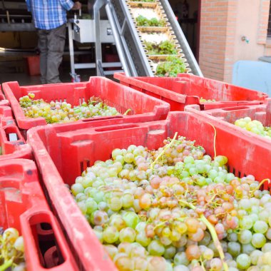 sepet beyaz üzüm kırmızı plastik şarap üretimi ve fermantasyon için hazır
