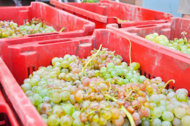 sepet beyaz üzüm kırmızı plastik şarap üretimi ve fermantasyon için hazır