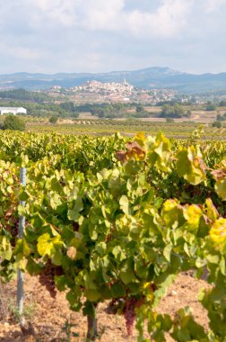 bakış açısı ile Kilise ve çan kulesi ile kırsal kasaba arka plan asılı beyaz üzüm bağ