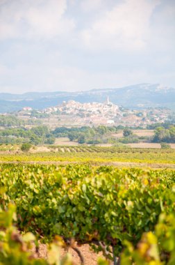 bakış açısı ile Kilise ve çan kulesi ile kırsal kasaba arka plan asılı beyaz üzüm bağ