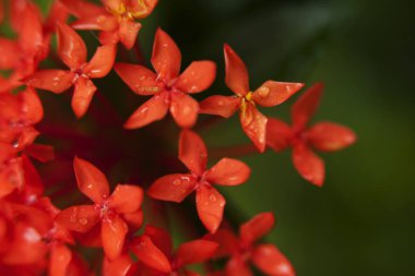 yeşil kırmızı çiçekler