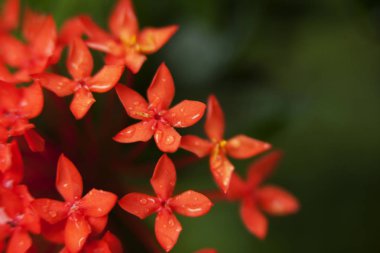 yeşil kırmızı çiçekler