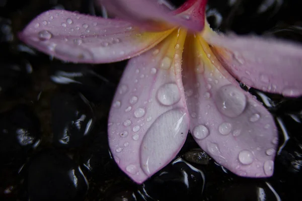 Розовый цветок в черных камнях после дождя — стоковое фото
