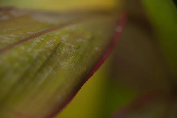 Hermosa naturaleza después de la lluvia — Foto de Stock