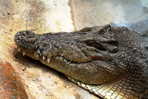 Crocodile d'eau douce australien - Crocodylus Johnstoni — Photo