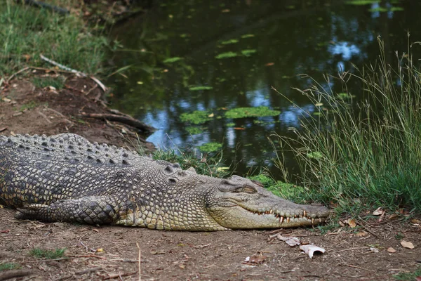 Petit crocodile d'eau salée — Photo