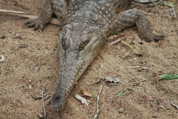 Zoetwaterkrokodil, Noord-Australië — Stockfoto