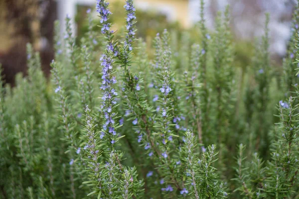 Fresh rosemary growing outdoors with purple flowers. — Stock Photo, Image