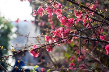 Bahar gelişi ile bloom kiraz çiçekleri. 