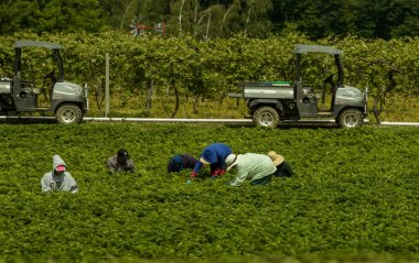 Göçmen işçilerin New York eyaleti alanlarında çalışma.