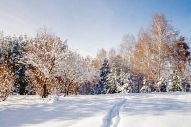 Yol iz kış parlak beyaz kar alanında arka planını huş ağaçları orman Altay Dağları, Sibirya, Rusya Federasyonu