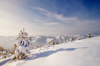 Kış günbatımı kar alan arka plan Tayga ormanı ve renkli gökyüzü altında tepeler üzerinde soğuk çam ağaçları ile dağ yamacı üzerine